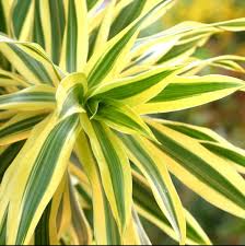 Image result for dracaena