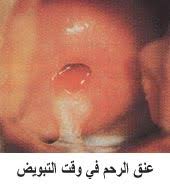 كيف يحدث الحمل بالصور كيف يحدث الحمل خطوات حدوث الحمل مراحل الحمل منتديات شبكة حياة