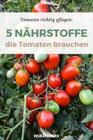 Tomaten Richtig Dungen Wann Wie Mit Welchen Dunger Wurzelwerk In 2020 Tomaten Garten Tomaten Tomaten Gewachshaus