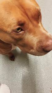 #fyp#furbaby#shelby-boo#myboo#xlbully#female#bullymom#nullylife🧿🤍🪬