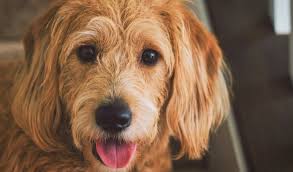 Calming Dog Beds Do They Really Live Up To The Hype Dogperday Cute Puppy Pictures Dog Photos Cute Videos Holistic Pet Care