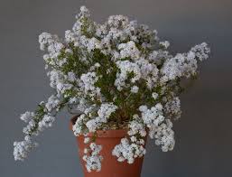 Image result for Selago cecilae