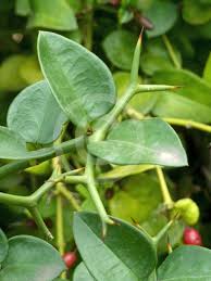 Image result for Carissa bispinosa