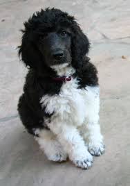 Maybe you would like to learn more about one of these? Toy Poodle Puppies Black And White Novocom Top