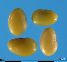 Image result for Desmodium uncinatum