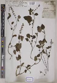 Image result for Orthosiphon thymiflorus