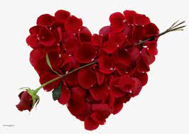 Our floral photography provides you with a diverse variety of flowers ranging from beautiful red roses to colorful tulips to graceful orchids. New Images Of Download Rose Flower Awesome Beautiful Valentine Day Free Transparent Png Download Pngkey