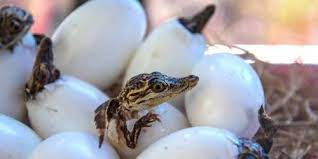 It grows to about 5.6 feet (1.7 meters) in length and weighs 13 to 15 pounds (6 to 7 kilograms). Petition To Hermes About Crocodiles For Handbags And Shoes