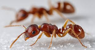 Ant and Spider Control