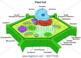 The ribosome's job is to make proteins. Vector Plant Cell Vector Photo Free Trial Bigstock