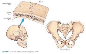 Cartilaginous Joints