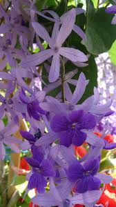 Image result for Petrea volubilis