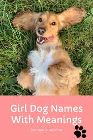 Dogs usually hear the first syllable. 250 Girl Dog Names With Meanings Dog Name Hero