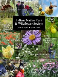 Plants prefer growing in shaded or partially shaded areas and in average or moist soil that is rich and partly alkaline. 48 Indiana Native Plants Ideas Native Plants Plants Wild Flowers