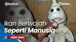 Senin, 07 desember 2020 20:01 wib. Nelayan Temukan Ikan Berwajah Seperti Manusia Kepotimes