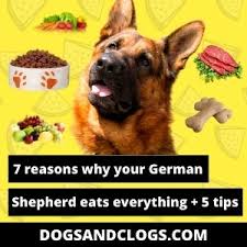 Maybe you would like to learn more about one of these? 7 Reasons Why Your German Shepherd Eats Everything 7 Tips