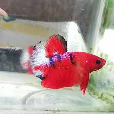 Daftar harga cupang plakat fancy murah online terbaru january 2021 pembayaran aman original cashback beli cupang.burayak cupang plakat fancy multicolour kode ga1(bahan). Cupang Plakat Fancy Koi Strong Colour Shopee Indonesia