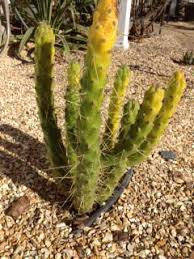 I have two quite large argentine giant cactus, each with many pups they've offset from their base. Questions Archives Page 5 Of 20 Cactus Jungle