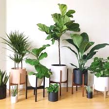 Plants Bbc Bitesize Plants Plumeria Plants You Can Regrow Plants For Shade Containers Amazon Plants Vs In 2020 House Plants Indoor Interior Plants Plant Decor