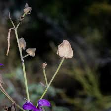 Image result for Volusia resupinata