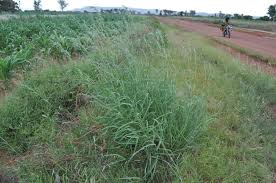 Image result for Cymbopogon caesius