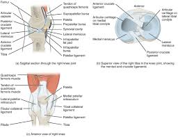 The four muscles all extend the lower leg. Anatomy Of Selected Synovial Joints Anatomy And Physiology