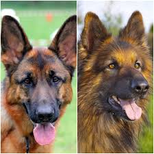 Find german shepherd long in dogs & puppies for rehoming | find dogs and puppies locally for sale or.beautiful long hair german shepherd puppies available. Short Haired German Shepherd Vs Long Haired Comparison Short Haired German Shepherd Black German Shepherd Dog Long Haired German Shepherd