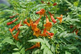 Image result for Xylotheca tettensis