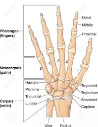 In human anatomy, the main role of the wrist is to facilitate effective positioning of the hand and powerful use of the extensors and flexors of the forearm, and the mobility of indivi. Labeled Bones Of Human Hand Hand Bone Hand Bone Anatomy Wrist Anatomy