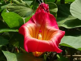 Image result for Stictocardia