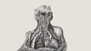 The early stages of a figure drawing usually involve careful measuring and identifying the gesture. Look Closer These Old Anatomical Drawings Are Worth Dissecting 1843 Magazine The Economist