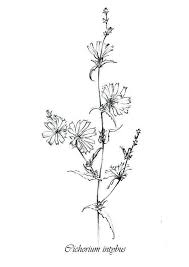 Antique Botanical Prints Black And White Set 4 Sketches Wild Flowers Clipart Hygge Medicinal Herbs Etsy Small Flower Tattoos Vintage Botanical Prints Flower Drawing