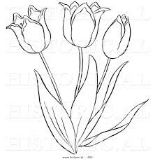 Tulip Flower Outline Sketch Template Flower Sketch Images Flower Outline Cute Flower Drawing