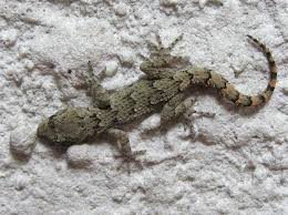 Image result for Kotschya carsonii