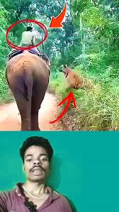 TIGER VS ELEPHANT – UNBELIEVABLE MOMENT ...