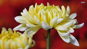 Chrysanthemums Wallpaper Chrysanthemum Chrysanthemum Flower Flowers