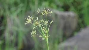 Image result for Cyperus nduru