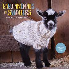 Baby Animals In Sweaters 2020 Wall Calendar 2020 Wall Calendar Cute Wall Calendar Animal Wall Calendar Chronicle Books 9781452178127 Amazon Com Books