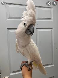 Fotos und illustrationen zum thema goffin finden! Vogel Papageien Kakadu Tieranzeigen