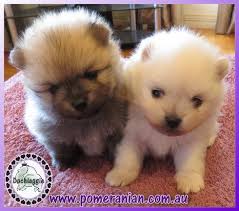 Browse our adverts for puppies & older dogs who need a new home. Pomeranians For Sale Melbourne Dogs Puppies Pomeranian Puppy