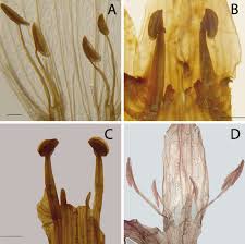 Image result for Anisotes formosissimus