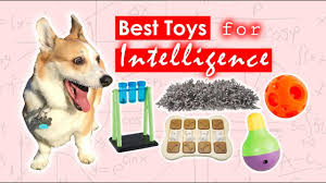Top 5 wet puppy foods. Smart Dog Toys Best Toys For Intelligence Youtube