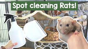 How I Spot Clean My Rat Cage | Clean With Me! - Youtube