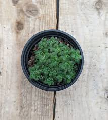 Image result for Crassula setulosa