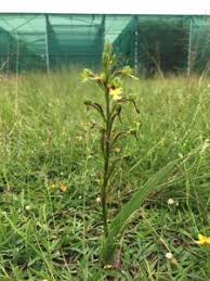 Image result for Cynorkis kassneriana