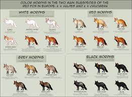 Color Morphs In The Wild Red Foxes Of Europe Red Fox Pet Fox Animals