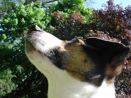 Very playful ready for new home. Louie And The Trees Jack Russell Terrier Spring Louis Flickr