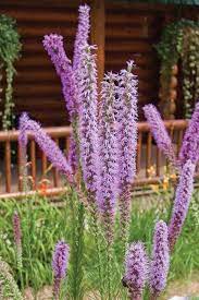 Liatris Pycnostachya Prairie Blazingstar Sun Full Soil Sand Loam Clay Moisture Medium Moist Height 3 5 Blo Liatris Plants Native Plant Gardening