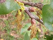 Maybe you would like to learn more about one of these? Oak Wikipedia
