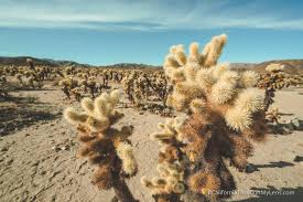 Come here to follow a trail through an area filled with photogenic, curiously shaped cholla cacti. Cholla Cactus Gardens In Joshua Tree National Park California Through My Lens